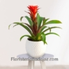 Planta Guzmania