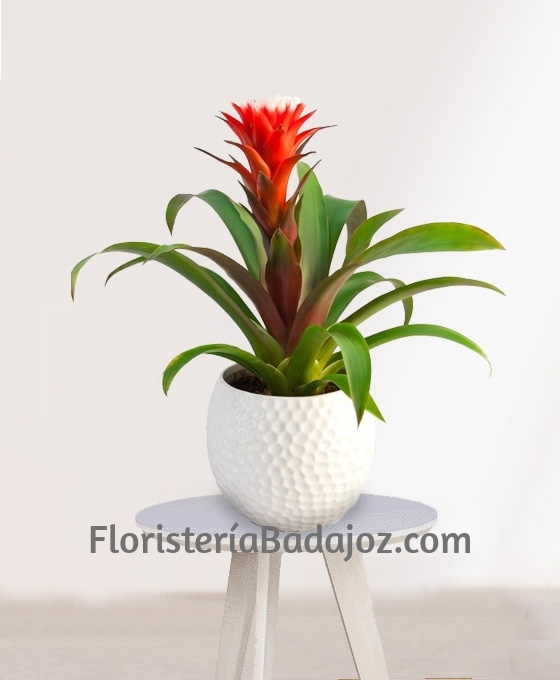 Planta Guzmania con cerámica